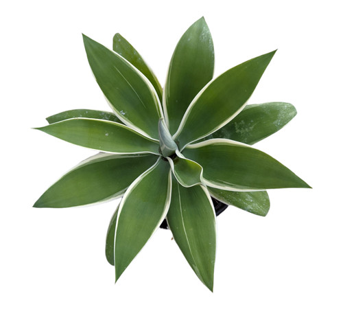 Agave attenuate ray light - agave,