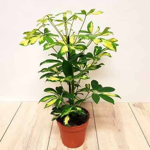 Dwarf umbrella tree - dwarf,