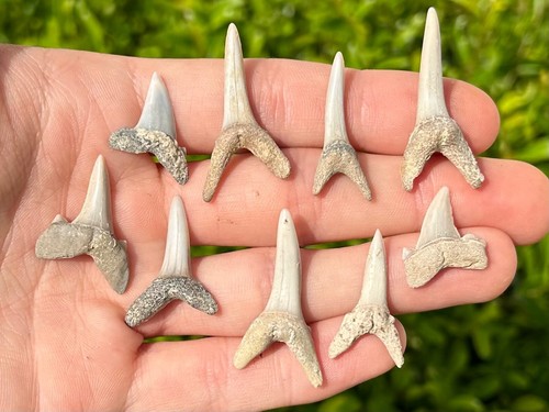 Kazakhstan fossil sand - kazakhstan,