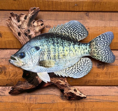 White crappie replica - 18",