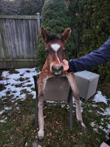 Soft mount brown baby horse - soft,
