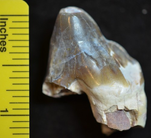 Rare giant pig tooth - rare,