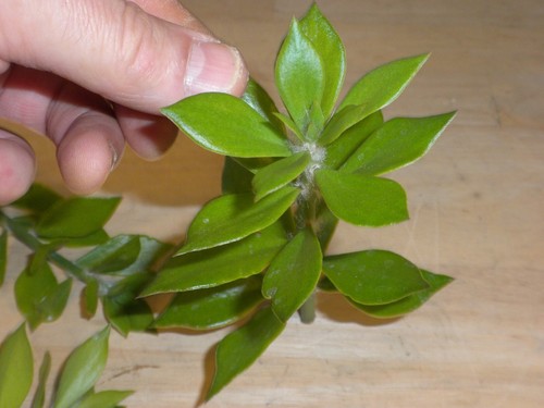 Pcs pereskiopsis spathulata - pereskiopsis,
