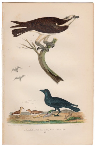 Wilson antique bird - print, 1876