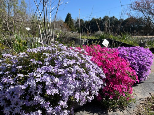 Live creeping phlox sublata - live,