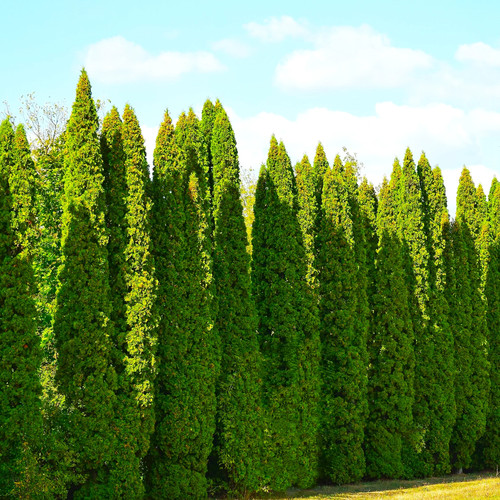 American arborvitae white - american, (white