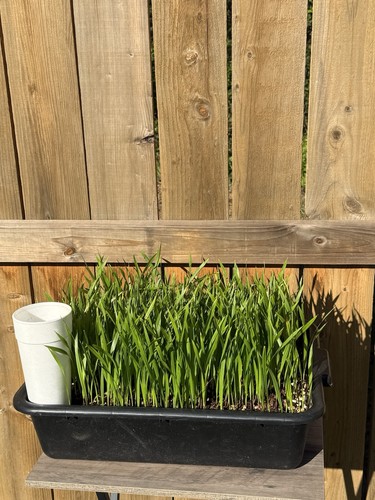 100 washingtonia robusta palm - 100,
