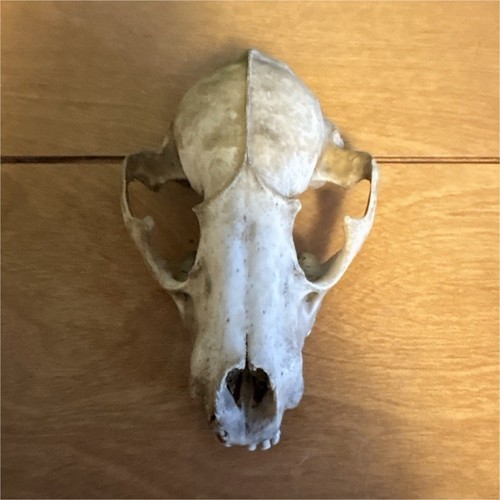 Raccoon small animal skull - animal,