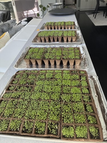 120 cells seed - cells,