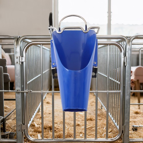 Piglet castration rack - piglet, pig