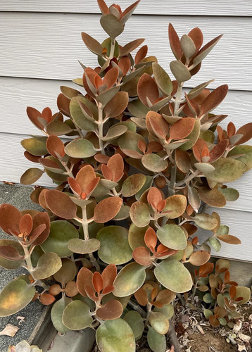 Copper spoons succulent large - spoons,