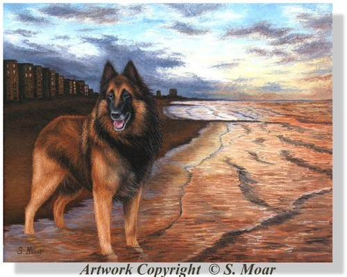 Belgian shepherd tervuren dog - shepherd,