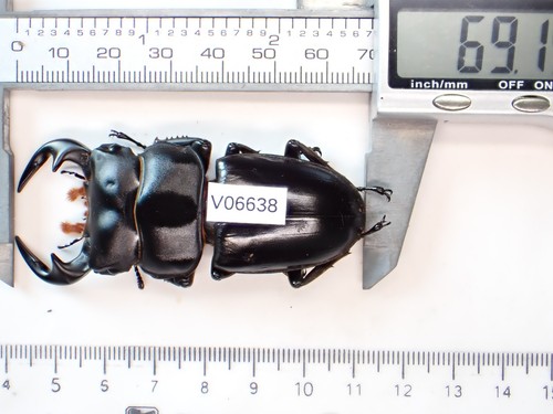 V06638 unmounted insects - unmounted,
