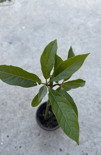 Avocado tree trimmed - avocado, 12”