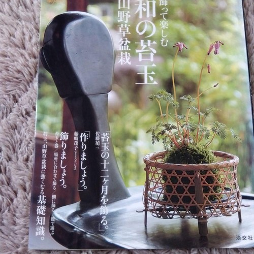 Japanese moss ball that - a,