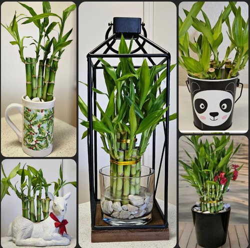 Lucky bamboo stalks 4x4 - lucky,