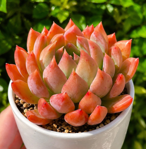 Rare succulent fully - succulent,