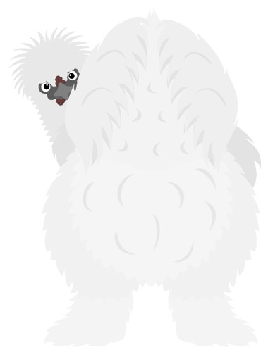 White silkie chicken hen - silkie,