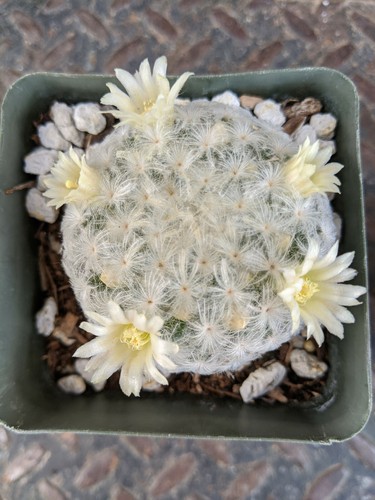 Mammillaria plumosa cactus - mammillaria,
