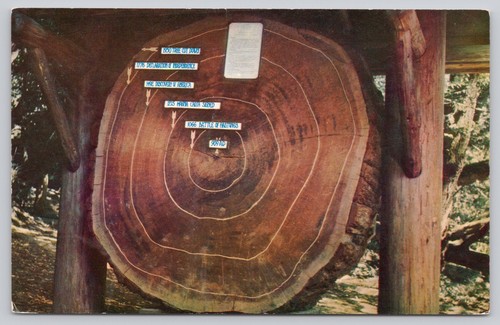 Giant redwood tree cross - redwood,