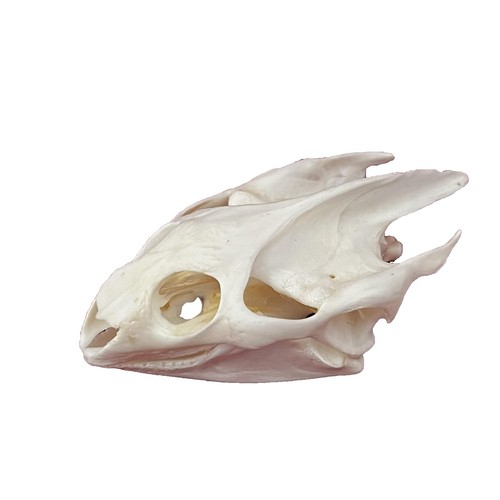 Authentic turtle skull - authentic,