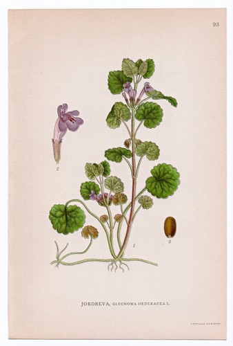 1926 lindman botanical - botanical, flower