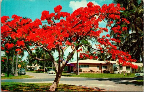Florida royal poinciana - florida, tree