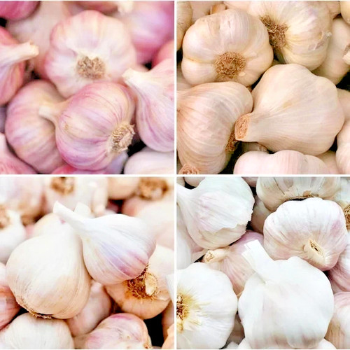 Organic garlic bulbs - 🧄,