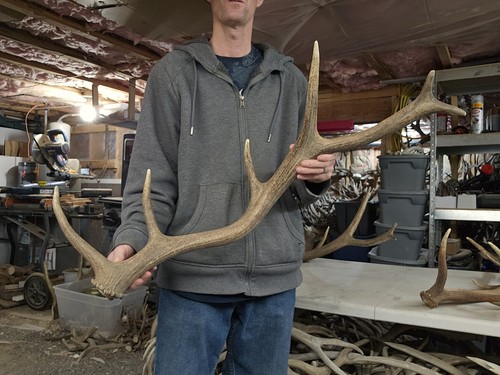 Big elk antler - antler, horns