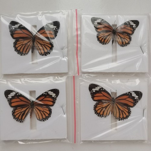 Real common tiger - tiger, butterfly