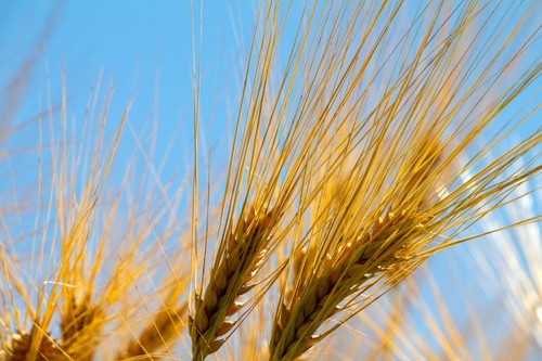 100 grain seeds purple - seeds, -purple