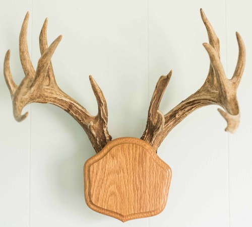 Medium oak the deer - medium, stand