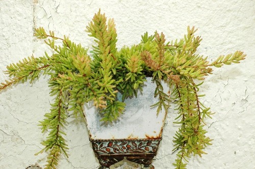 Rhipsalis mesembryanthemoides - rhipsalis,