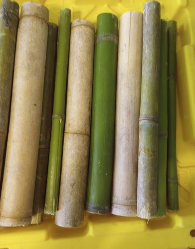 Bamboo long variety - bamboo,