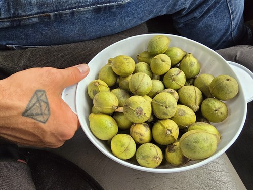 Pound mockernut hickory nuts - hickory,