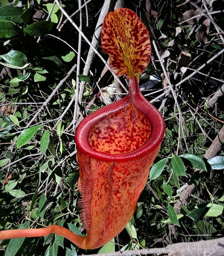 Nepenthes attenbourghii - 50,