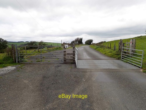 Photo 6x4 new - new, cattle