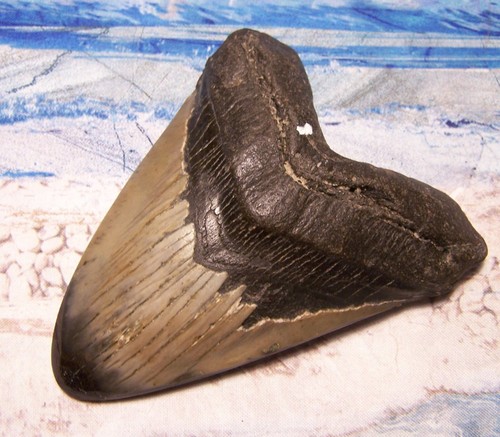 Megalodon shark tooth 8 - shark, 4