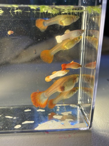 Trio pink salmon guppy - trio,