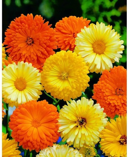 Calendula pacific beauty seeds - calendula,