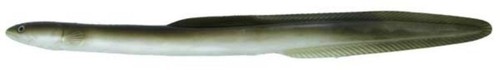Almost alive lures - almost,