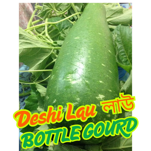 Big bottle gourd seeds - big,