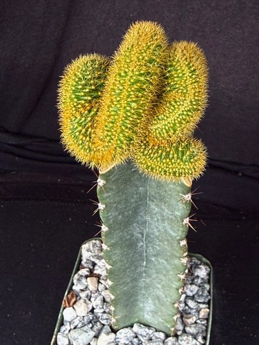 Winterocereus aureispinus - , f