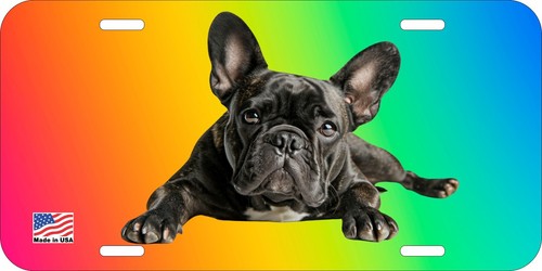 French bulldog brindle lying - brindle,
