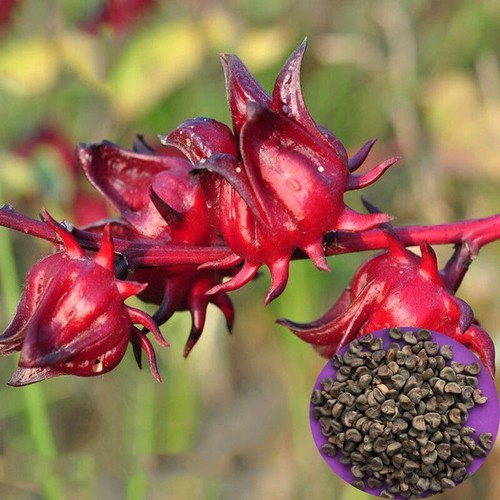 Roselle seeds hibiscus - seeds,