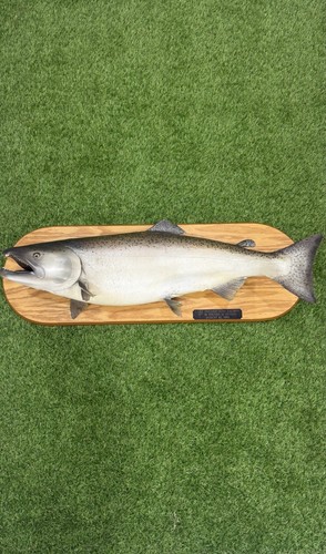 King salmon inch taxidermy - salmon,