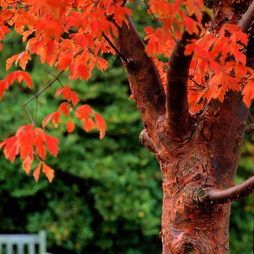 Paperbark maple tree seeds for - paperbark,