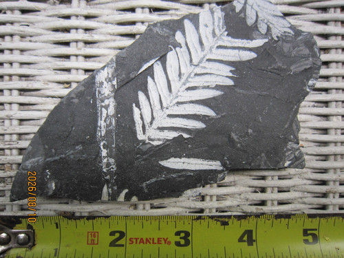 Three extinct species - ,, st