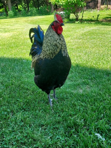 Maran rooster chickens - -, 6