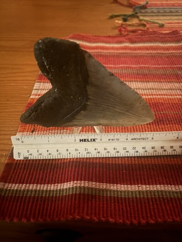 Huge megalodon shark - huge,